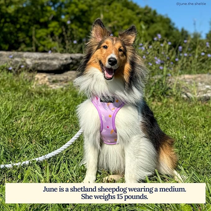 Lucy & Co. Cute Reversible Dog Harness Walking Halter - Image 3
