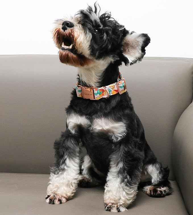 Unique style paws Dog Collar Metal Buckle Orange Collar Gift Durable Cute Collar