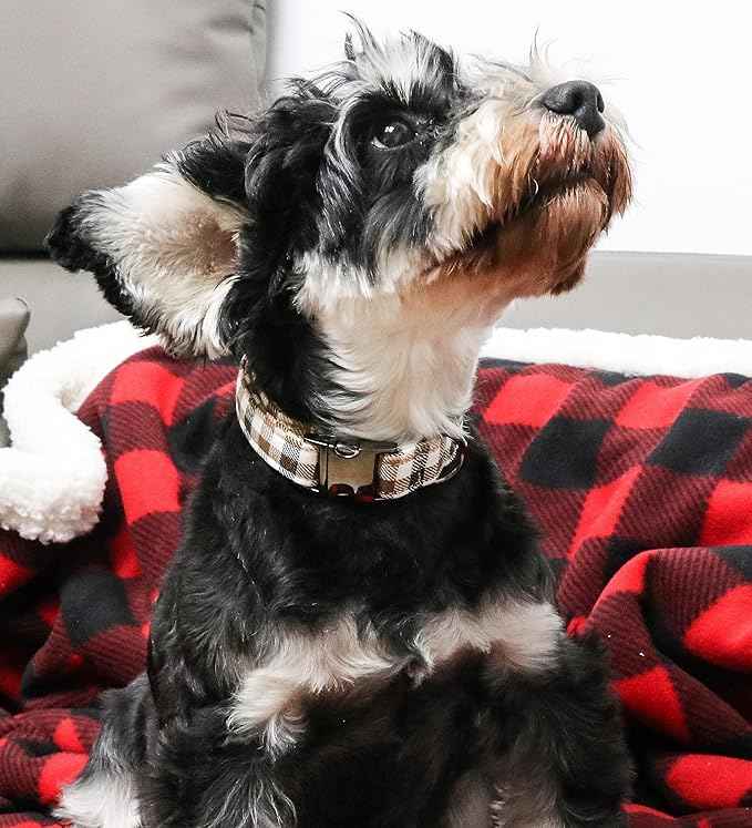 Unique style paws Dog Collar Metal Buckle Collar Gift