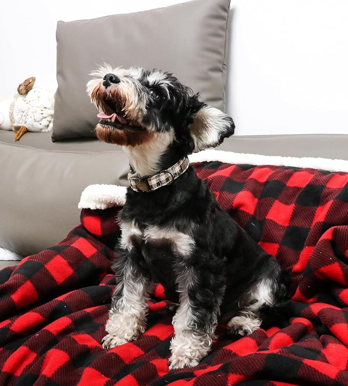 Unique style paws Dog Collar Metal Buckle Collar Gift - Image 4