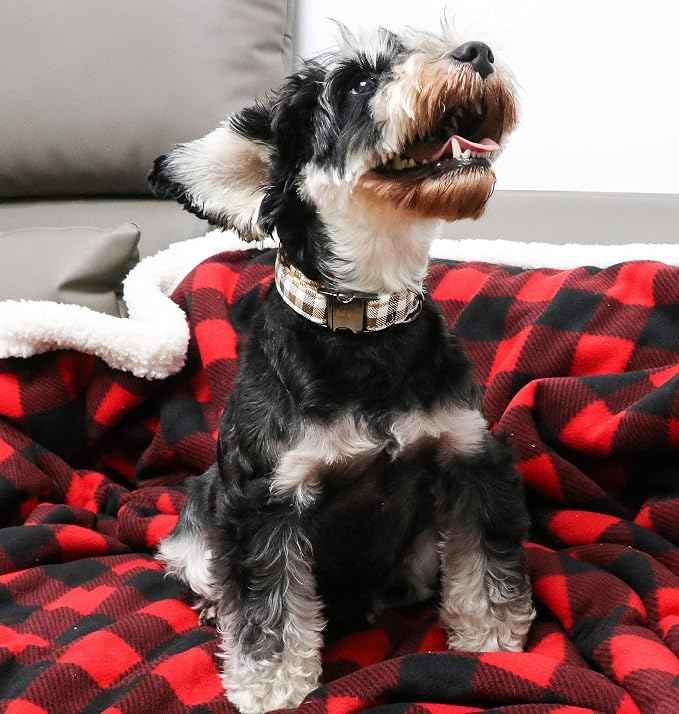 Unique style paws Dog Collar Metal Buckle Collar Gift