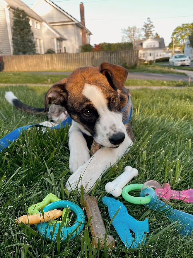 Nylabone New Puppy Starter Kit, 5 Chew Toys and 1 Natural Treat - Image 2