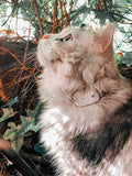 Cat Tracker RF Finder Longest Range up to 1600 ft lightest pet Safety Tracking by Girafus