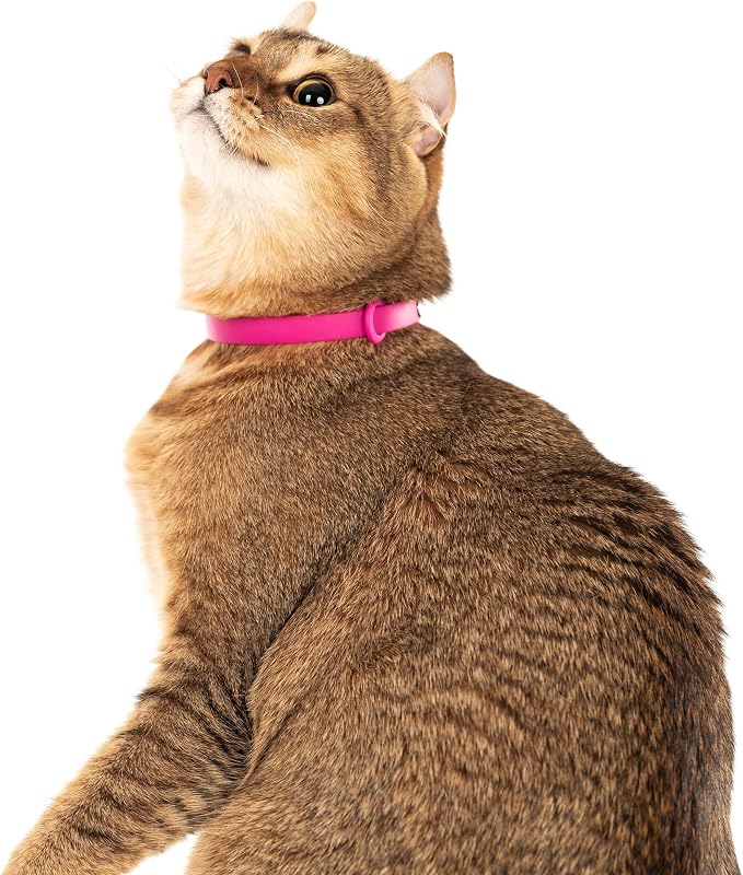 Breakaway Cat Collar - Image 5