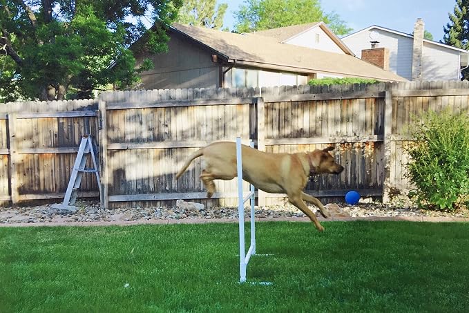 Dog Agility Training Equipment Course Set, Weave Poles, Dog Agility Jump - Image 3