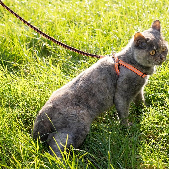 Filbert Cat Harness and Leash Set - Image 9