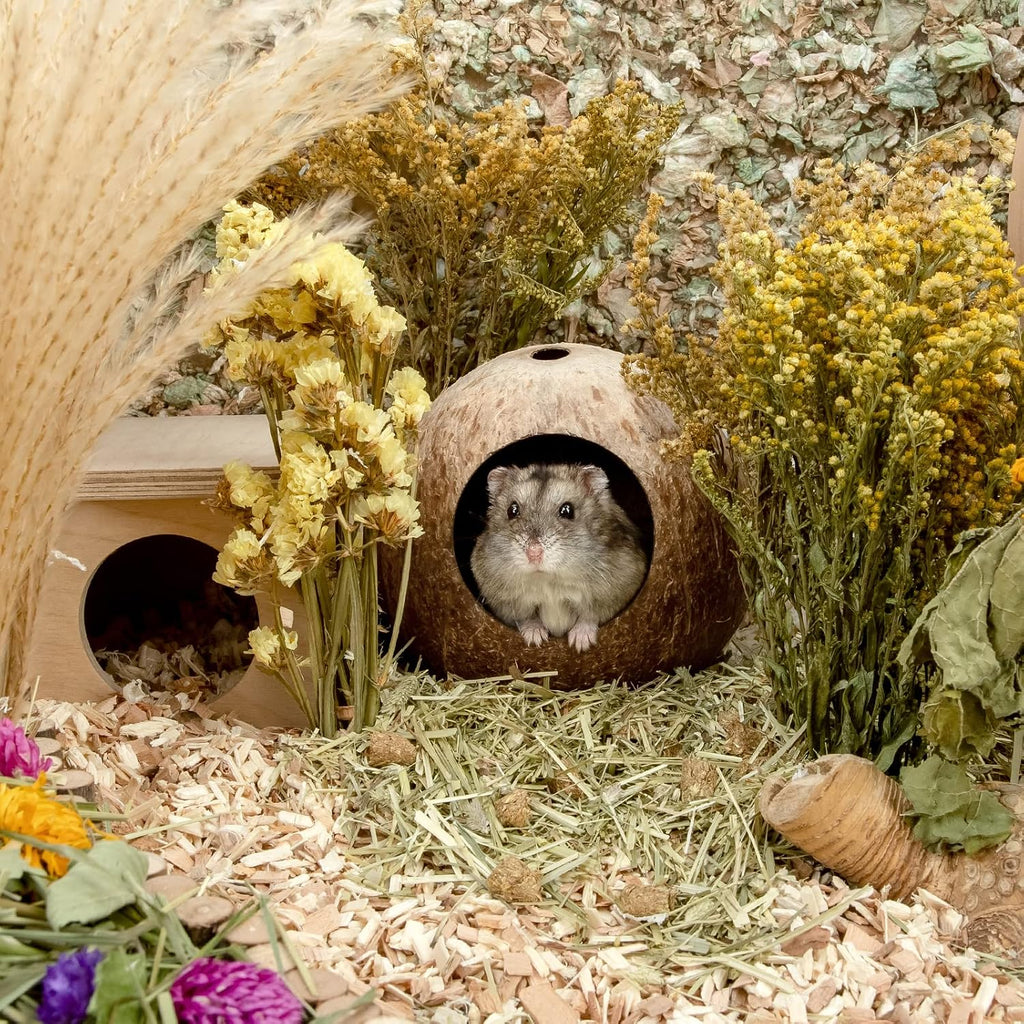 andwe Coconut Hut Hamster House, Small Animal Cage Decor - GlobalHabitat Supply