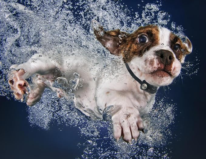 MS-5 Automatic Pet Door Collar 2-Pack, Genuine High Tech Pet Brand Dog Collar - Image 4