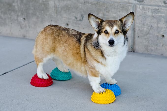 FitPAWS Paw Pods for Dog Agility - Image 3