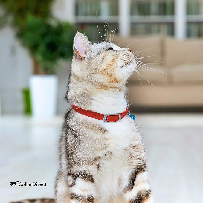 CollarDirect Leather Cat Collar, Kitten Collar - Image 7