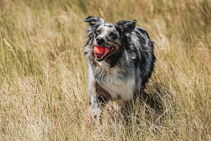 Chuckit! Ultra Ball Dog Toy - Image 2