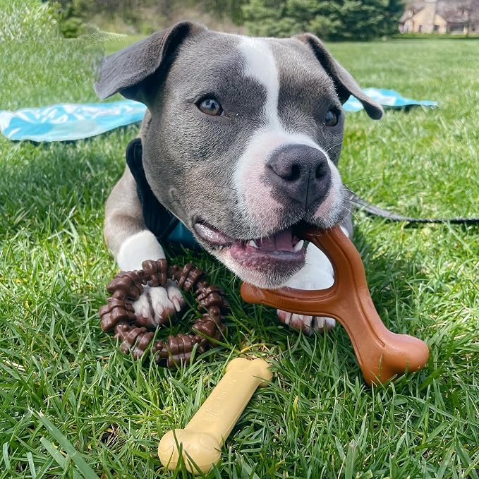 Nylabone Customer Favorites Power Chew Toy Bundle - Image 2