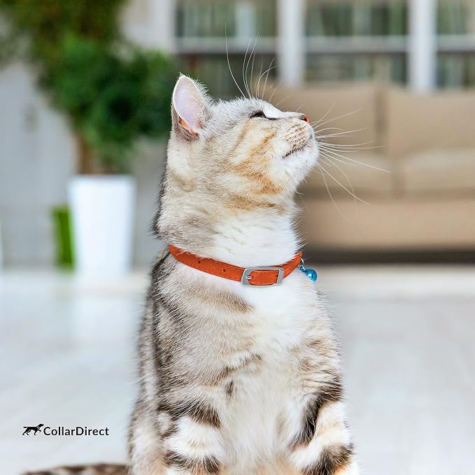 CollarDirect Leather Cat Collar, Kitten Collar - Image 7
