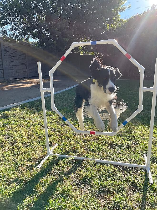 Dog Agility Training Equipment Course Set, Weave Poles, Dog Agility Jump - Image 4