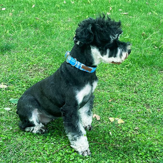 Unique Style Paws Dog Collar - Image 4
