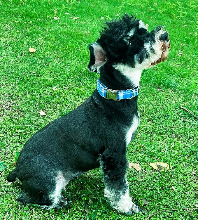 Unique Style Paws Dog Collar - Image 3